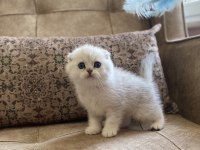 Irk Garantili Şecereli Anne Babanın Scottish Fold Silver Bebeği