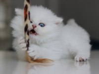 Full Şecereli Babadan Teslime Hazır Erkek British Longhair