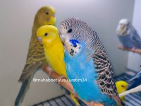 Kuş Malzemeleri Dahil Muhabbet Kuşu