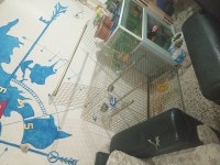 Pakistan Papağanlar