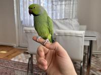 Erkek pakistan papağanı