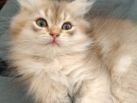 Sürmeli British Longhair Erkek Yavrum