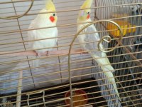 Yumurtalı çift sultan papağanlar