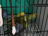 Yeni Yeme Düşmüş Muhabbet Kuşu Yavrular