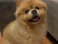 Köpeğimize çiftleştirmek için dişi arıyoruz