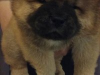 Chow Chow (Çin Aslanı) Yavrular