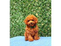 Toy Poodle Cinsi Güzel Yavrularım