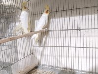 Grey ve lutino erkek sultan papağanlar