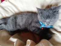 3 Aylık Yavru British Shorthair