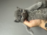 Muhteşem gri beyaz british yavrular