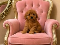 Küçük şeker poodle minikler