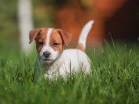 Kısa Bacak Jack Russell Bebekler