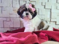 Shih tzu yavruları