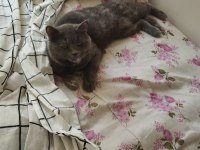 British shorthair kedimiz yumoş