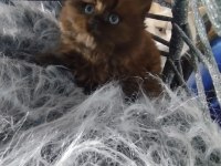 Chocolatte British Longhair Güzellik