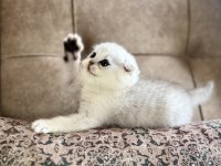 Wcf Kayıtlı Scottish Fold Shorthair Seçkin Ailelere Özel