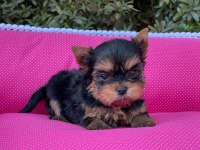 Yorkshire terrier köpeği yavruları