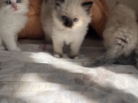 Anne Baba Secereli Ragdoll Yavrular – Blue Mitted, Seal Mitted & Seal Bicolor