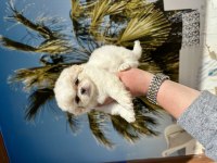 Irk Ve Sağlık Garantili Mini Ev İçin Pekinez Bebekler