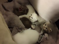 Mavi Gözlü British Longhair Bebişler