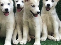 Husky Sibirya Yavruları