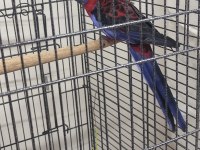 Bordo Mavi Özel Renk Dişi Rozella