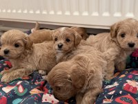 Ev Doğumlu Teacup Maltipoo Yavrular