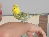 2.5 yaşında dişi rainbow muhabbet kuşu