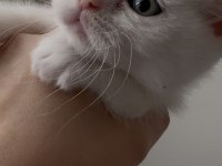 Sahiplendirmeye Hazır 5 Kardeş Kedimiz