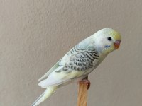 Yeni Yeme Düşmüş Uysal Renk Güzeli Yavru Muhabbet Kuşlar