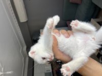 Scottish Ve British Yavrular