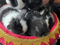 Hollanda Cüce, Yerli Ve Lop Tavşanlar