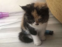 İran Kedisi Yavrularımızın Yeni Ailesi Olmak İster Misin