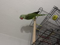 4.5 Aylık Erkek Jumbo Alexander Papağanı