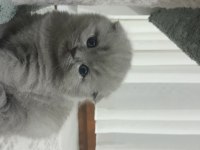 2 Gri British Longhair 40 Günlük