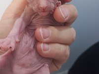 Sağlıklı Sfenks Yavru Kediler