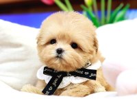 Toy Poodle Birbirinden Güzel Köpekler