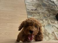 2 Aylık Sevimli Toy Poodle