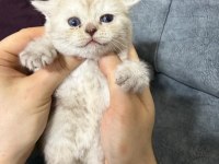 2 Aylık British Yavrularımız Yuvasını Arıyor