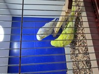 Show Çift Veya Tek Muhabbet Kuşu