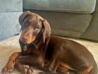 Efsane Doberman Köpeği Bebekler