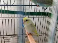 Turkuaz Forpus Papağanı Bebekler