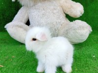 Hollanda teddy lop tavşan yavrulari gönderim yapılır