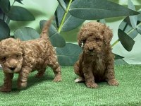 Toy Poodle Yavru