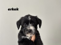 45 Günlük Morkie Yavruları - Evden Sağlıklı Bebekler