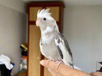 Bebek Sultan Papağanlar