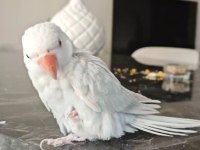 Çift Renk Mutasyon Pakistan Papağanı Yavru