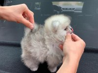 %100 Orjinal Ayı Surat Pomeranian Yavruları