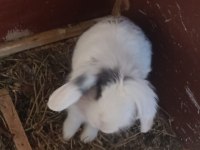 1+1 Lop Anaç Tavşanlar