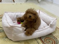 4 Aylık Dişi Toy Poodle